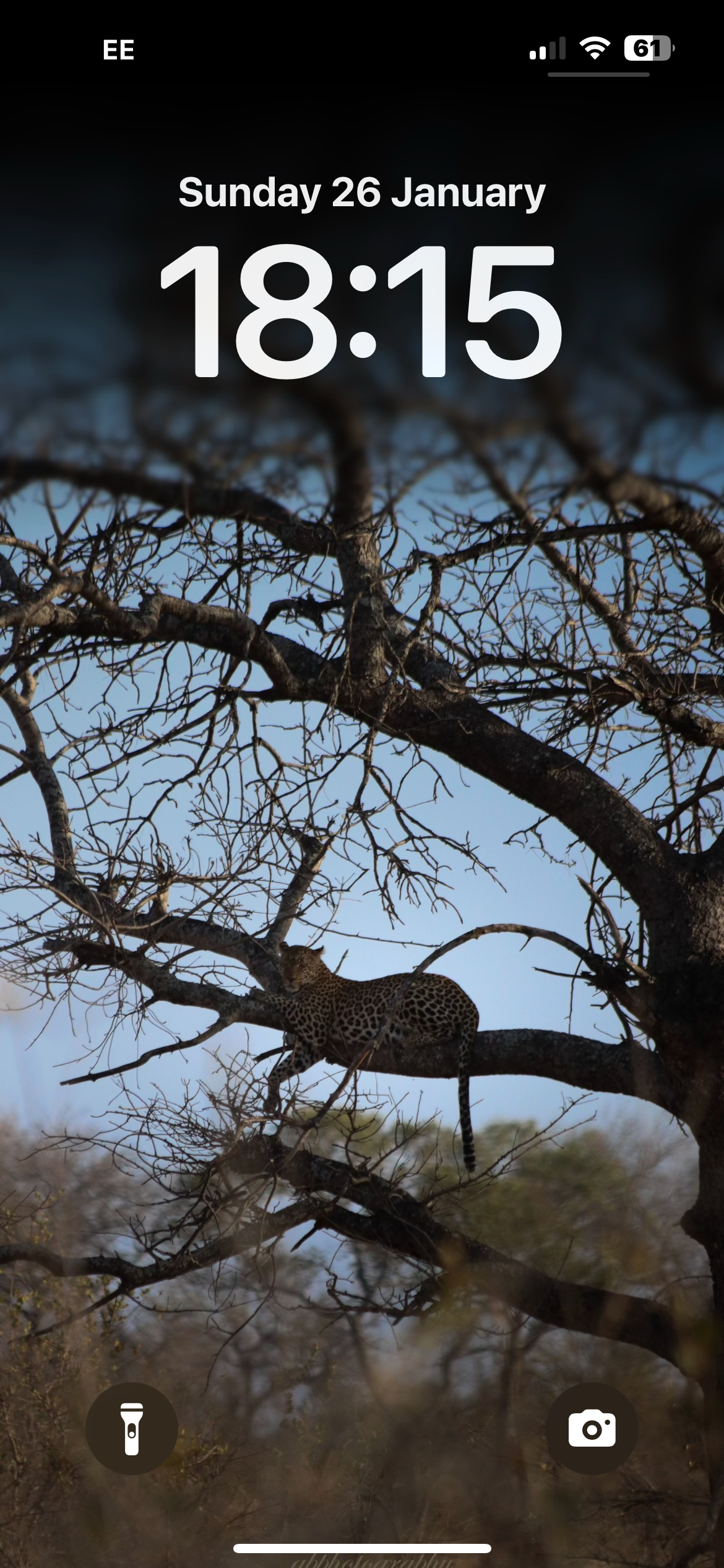 Leopard Wallpaper