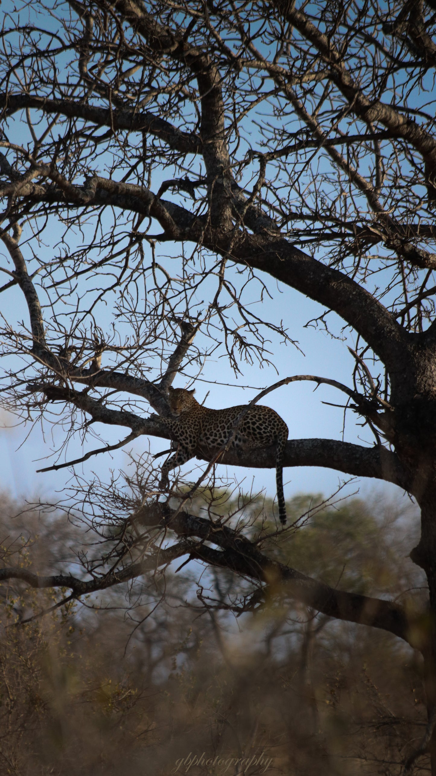 Leopard Wallpaper